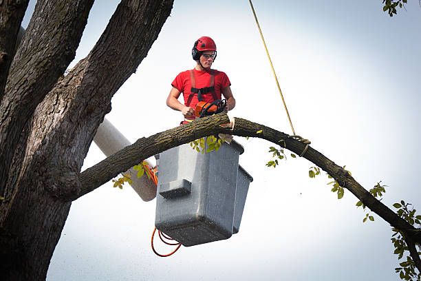 East Grand Forks, MN Tree Care Services Company